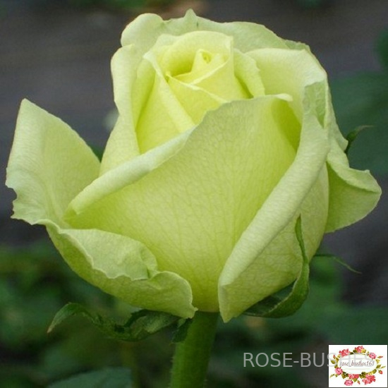 ��������. Amandine (��)